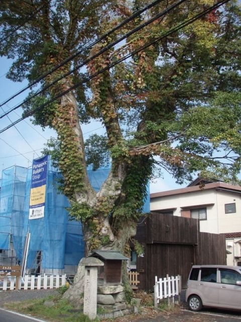 仰木道の榎