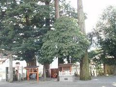 菅原神社大木