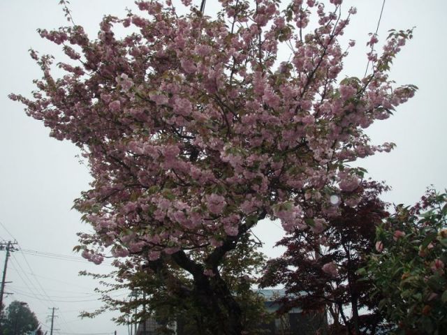 八重桜２