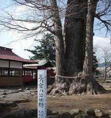 三宮神社公孫樹