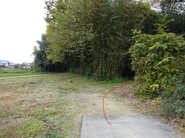 竹藪の道１