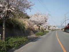 清正公道桜