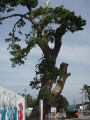 親鸞上人腰掛の松