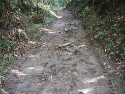 雨上がりの山道