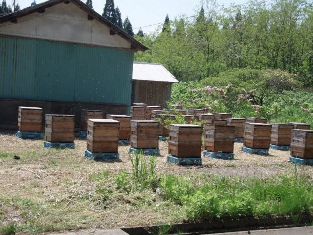 養蜂場２