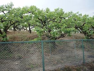 矢矧塚古墳