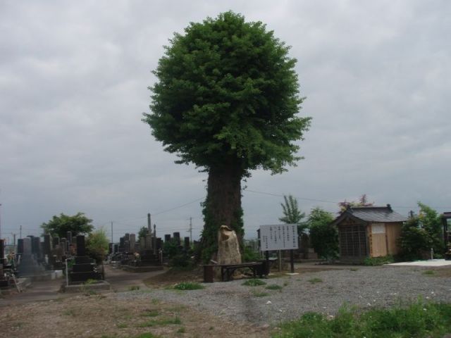 銀杏寺２