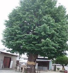 住吉神社ご神木