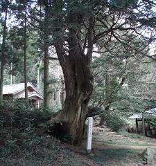 参勤交代道の桧