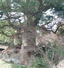 元光願寺樟