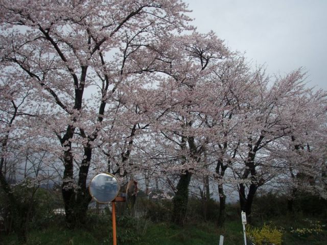 桜２