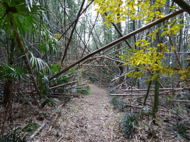 竹藪の道２