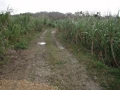 さとうきび畑の中の土道