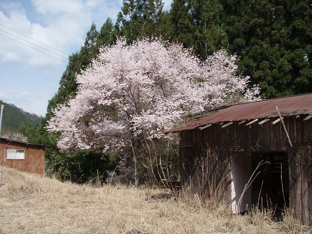 桜