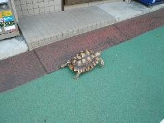カメ!?