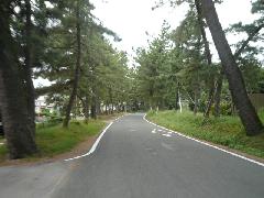 御油の松並木