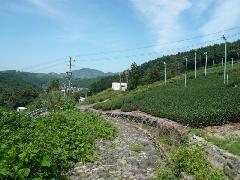 菊川石畳