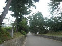 藤川松並木